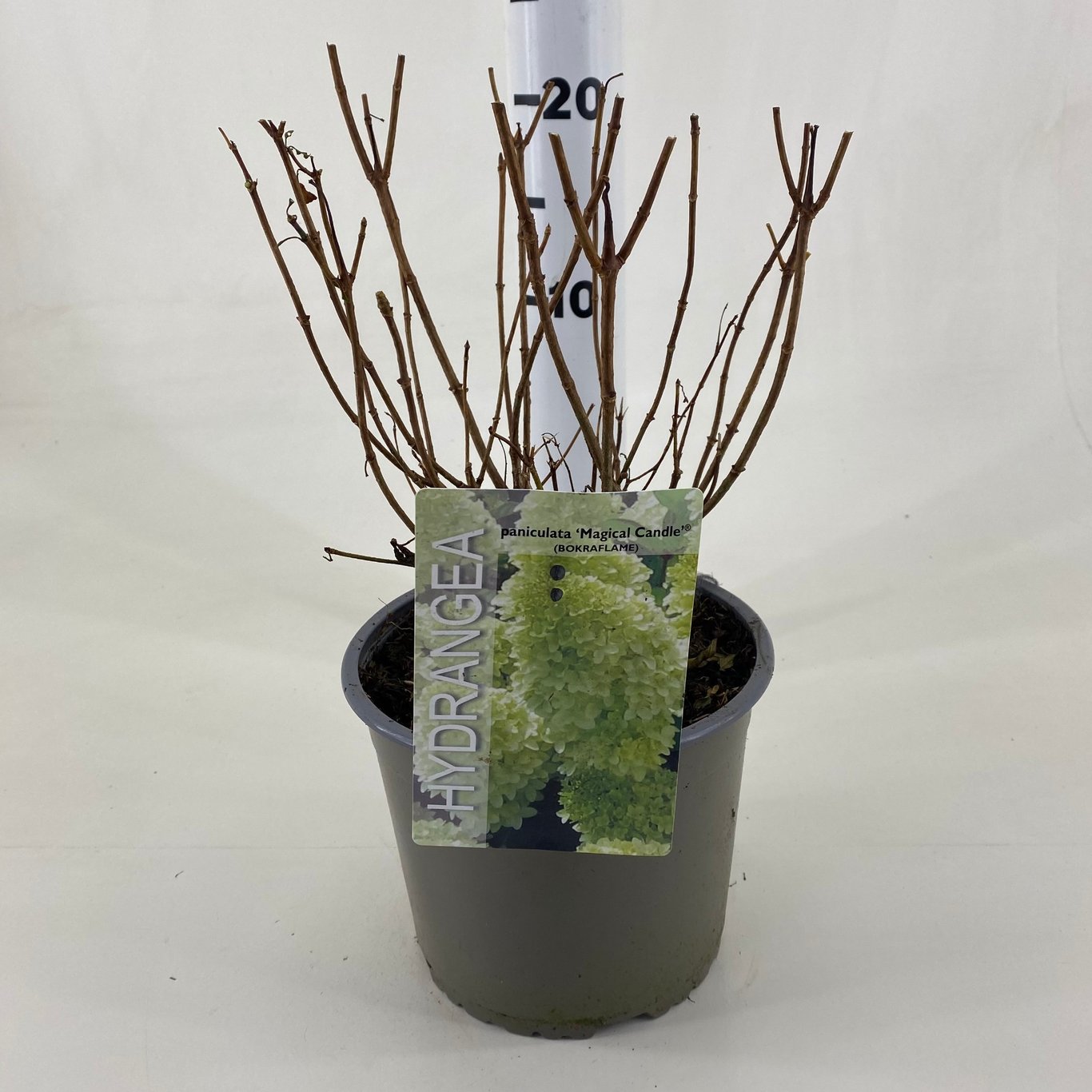 Hydrangea pan. 'Magical Candle' ® - C3 20-30 CM